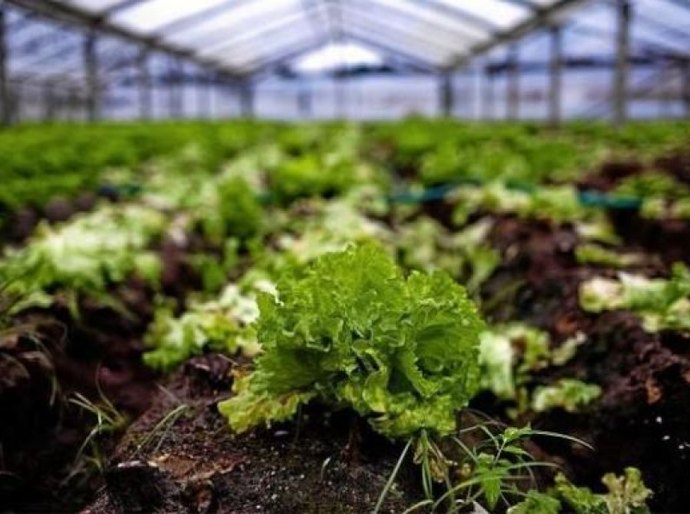 Pindorama: Emater capacita jovens em Agroecologia e Produção de Hortaliças