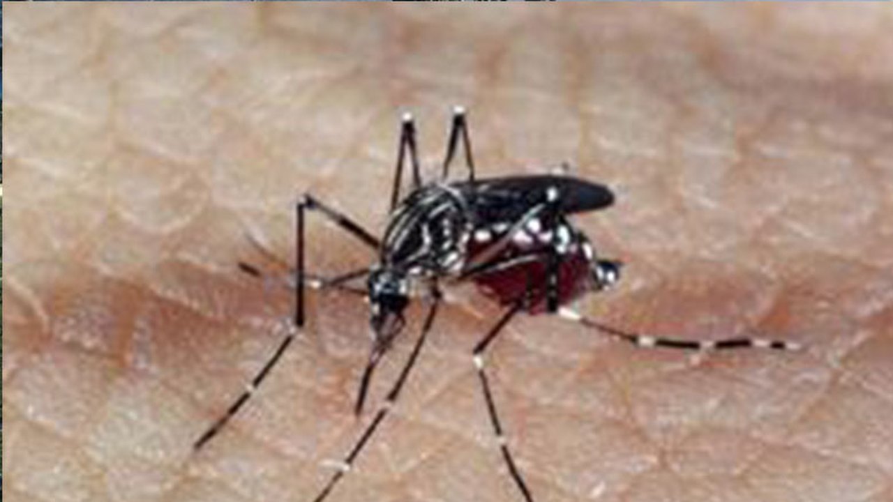 CTNBio autoriza terceira fase de testes da vacina contra dengue