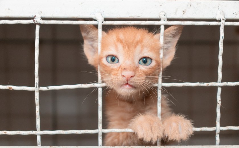 Conheça medidas preventivas sobre doença que afeta pele de animais e seres humanos