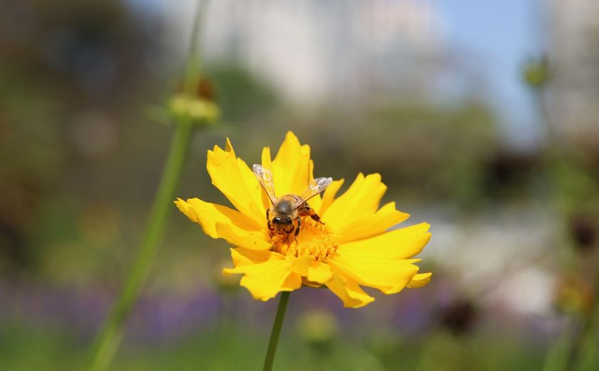 Pesquisa mostra importância de áreas verdes urbanas para a saúde