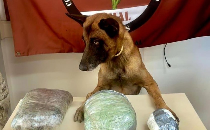 Polícia apreende drogas e arma de fogo em ações em Jaramataia e Colônia Leopoldina