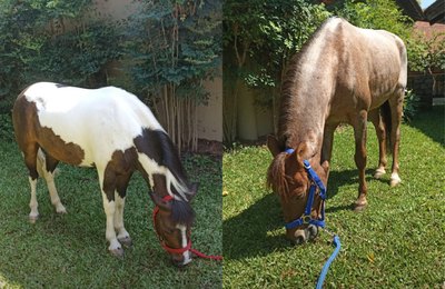 Pôneis e mini-horses contribuem com terapia de crianças com câncer em hospital de São Paulo