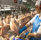 Gripe aviária: 17 países retiram restrições de exportação à carne de aves brasileira