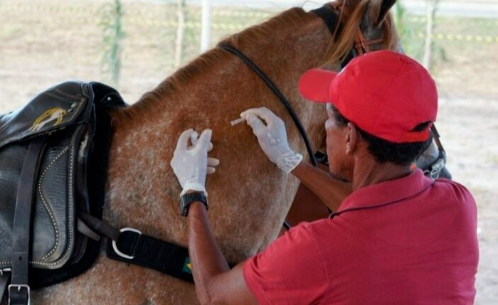 Prefeitura de Marechal Deodoro inicia campanha de vacinação para equinos neste sábado