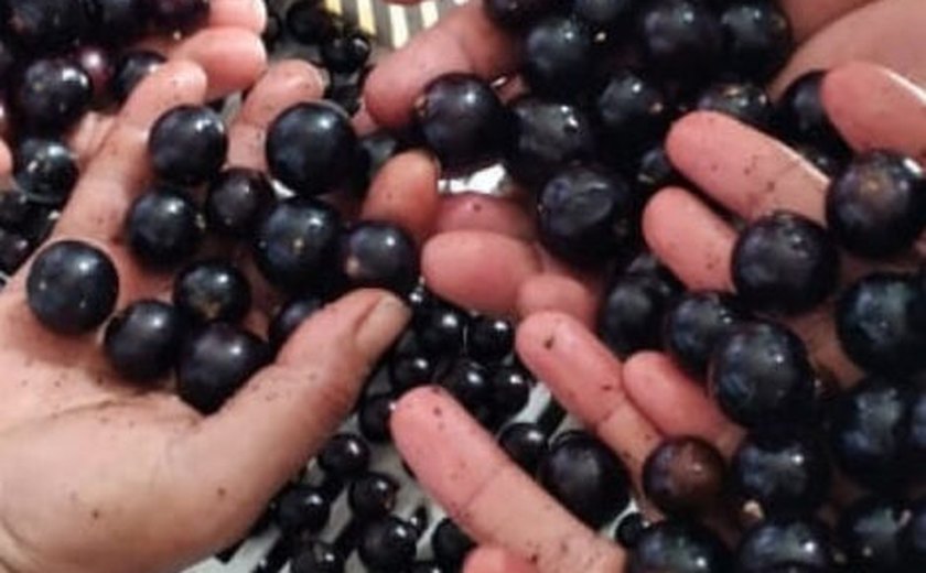 Cooperativa alagoana faz sucesso com produtos derivados da jabuticaba