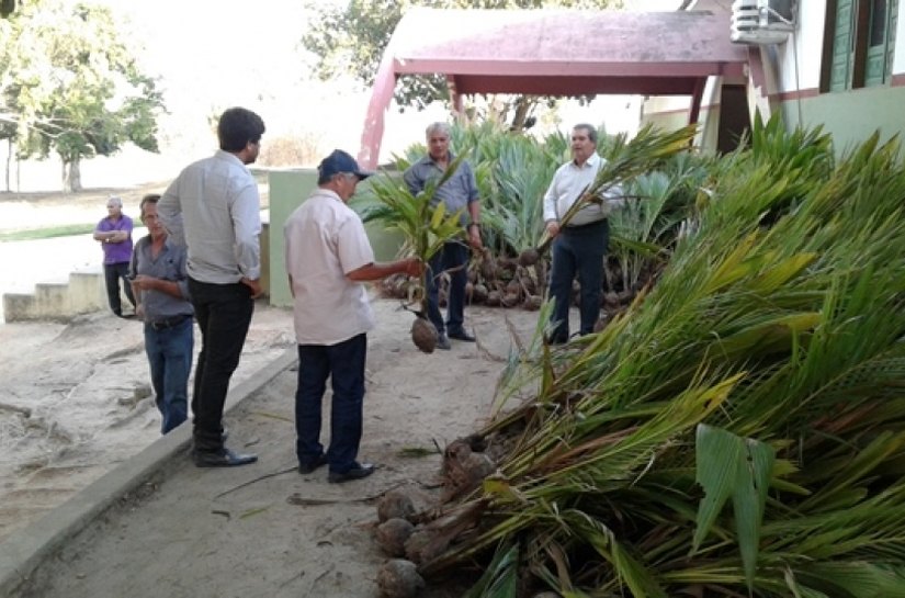 Secretaria de Agricultura distribui mudas de coco para produtores alagoanos