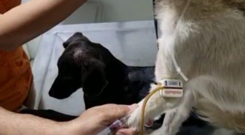 7668a8c3-b96a-4e7e-a6f4-df74834e4889. cachorro / Foto: Foto: reprodução/divulgação ascom SSP/SE