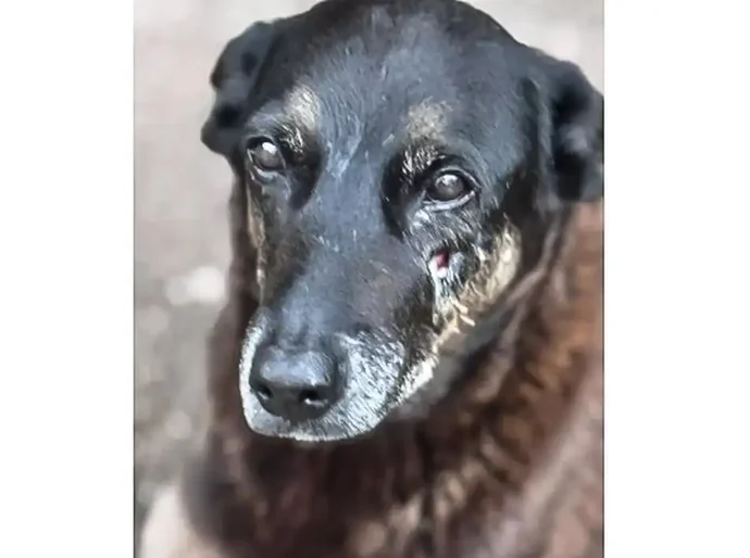 Polícia de SC quer apreender passaporte de envolvido na morte do cão Orelha