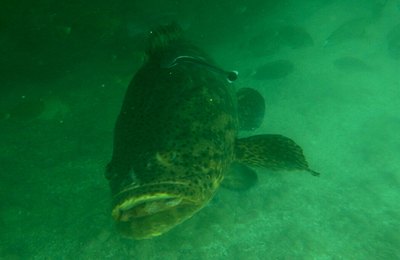 Pesquisadores constatam sinais de recuperação dos peixes na Piscina do Amor