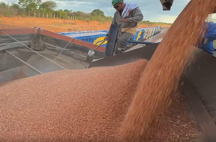Transnordestina transporta 946 toneladas de sorgo em segundo teste operacional