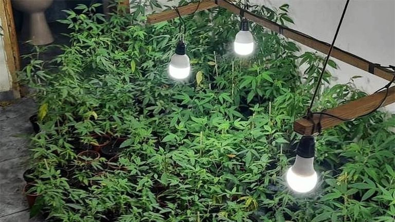 Droga K9: polícia descobre laboratório de maconha sintética no Guarujá e prende dois