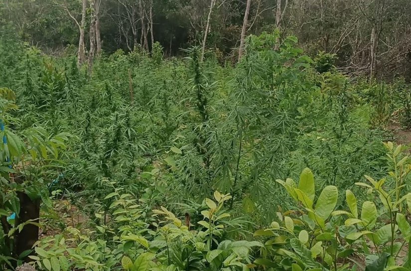 Polícia Federal flagra plantação com mais de 4 mil pés de maconha em Coruripe