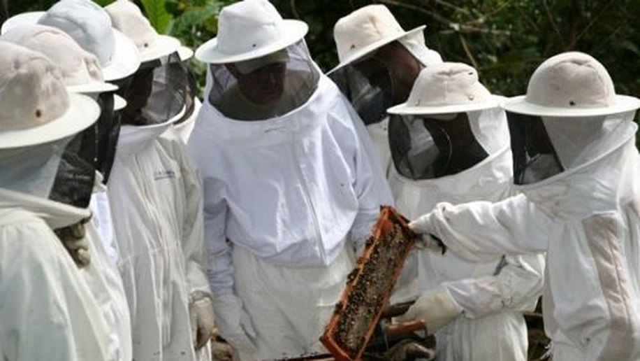 Apicultura e meliponicultura são temas de seminários em Água Branca