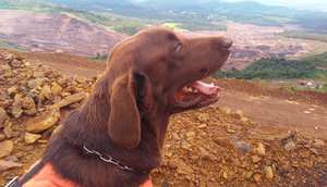 Labrador Jimmy SSP SE