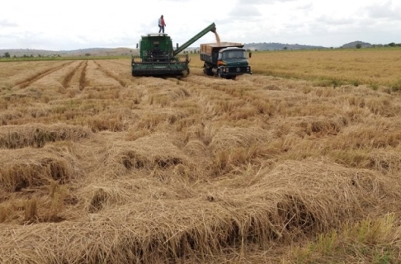 Agricultura: Safra de arroz 2017/2018 será recorde em Alagoas