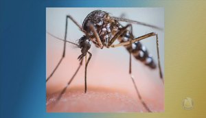 Aracaju consegue baixa nos índices de infestação do Aedes Aegypti 