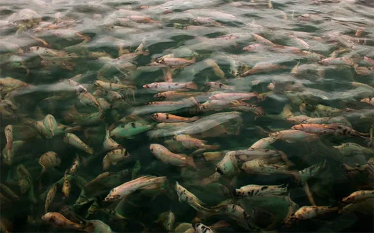 Desafios tarifários e segurança regulatória devem orientar a piscicultura brasileira em 2026