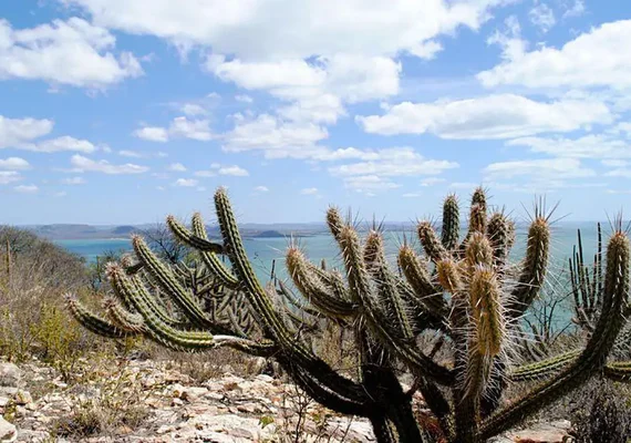 Estudo vê chance de recuperação de meio milhão de hectares de caatinga