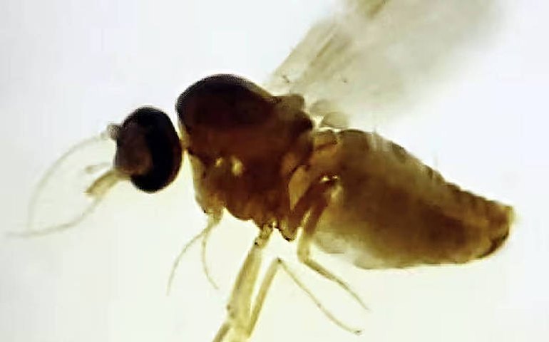 Cidade dos EUA fecha espaços públicos depois de caso de encefalite de alta letalidade transmitida por mosquito