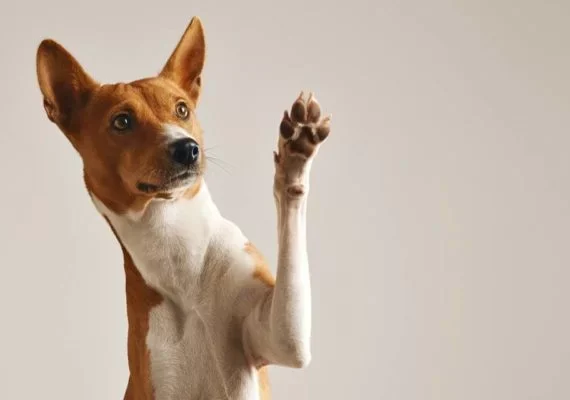 Carinho com o pet: veja dicas de como limpar as patas do seu bichinho