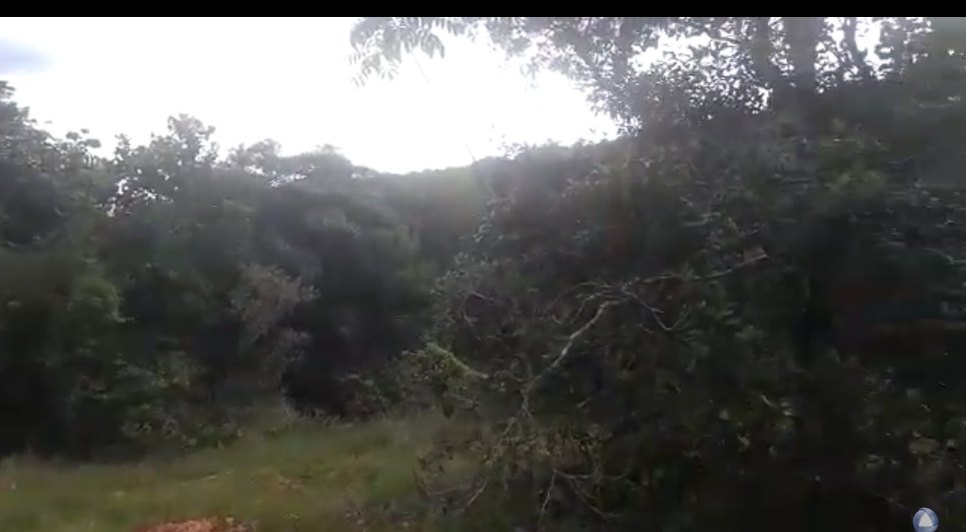 MATA DO JUNCO
