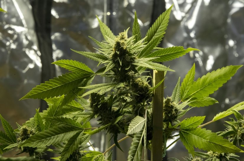 Anvisa proíbe cosméticos com referência a cannabis no rótulo
