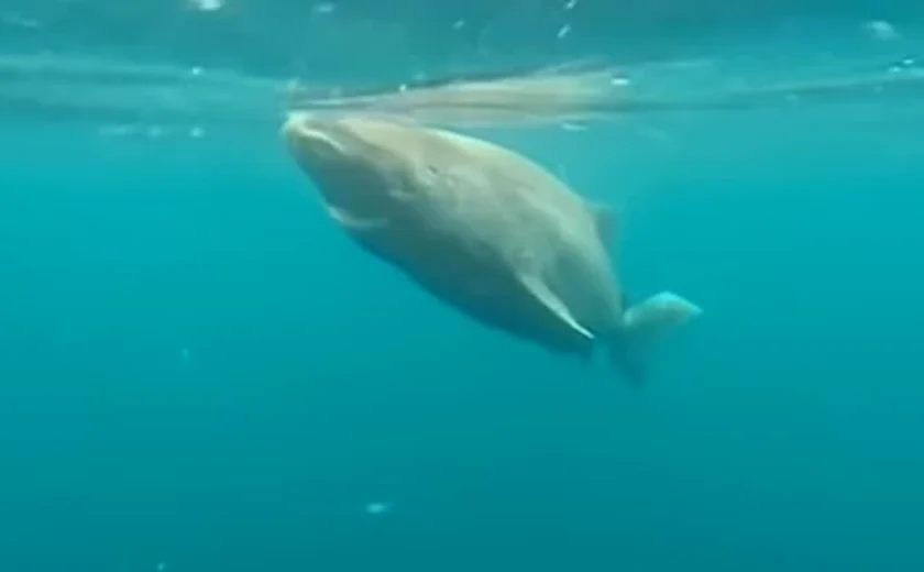 Animal mais velho do mundo é visto em rara aparição próximo a Belize