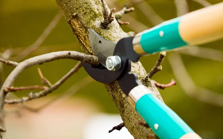 Prefeitura diz que Enel só cumpriu 11% de plano de podas; empresa aponta falha nos registros