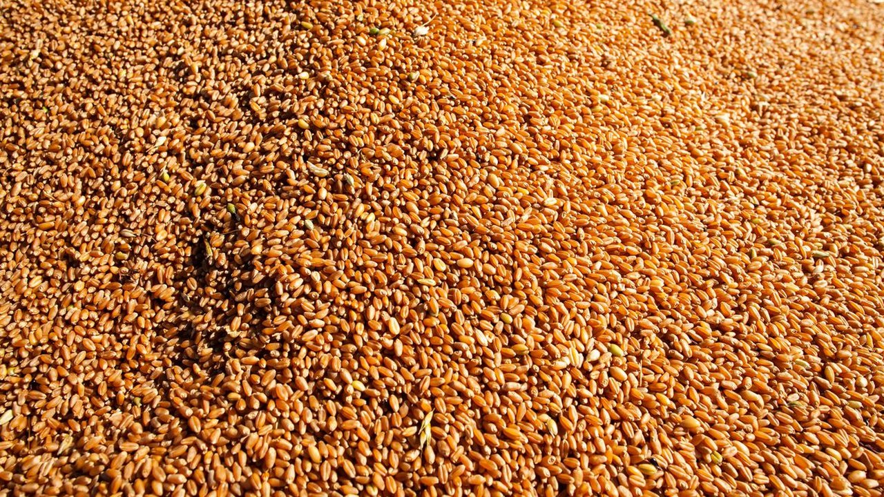 Conab: Brasil deve produzir 289,9 milhões de grãos no ciclo 2021/2022
