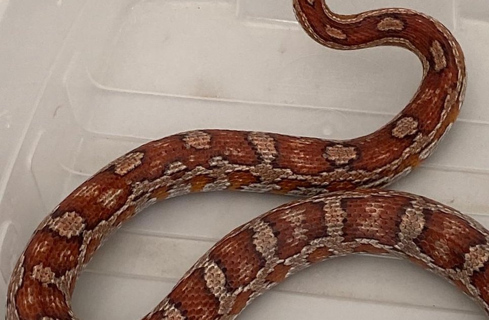 cobra do milho