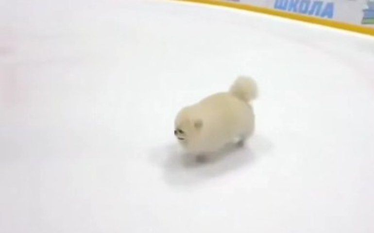 Quem roubou a cena no jogo belarusso? Não foi o presidente, mas seu cachorro