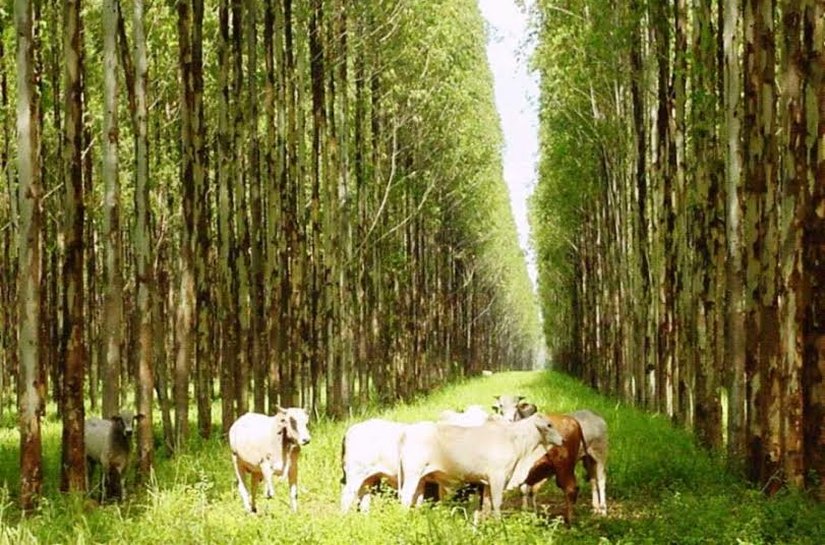 Secretaria de Agricultura lança Plano de Agricultura de Baixo Carbono