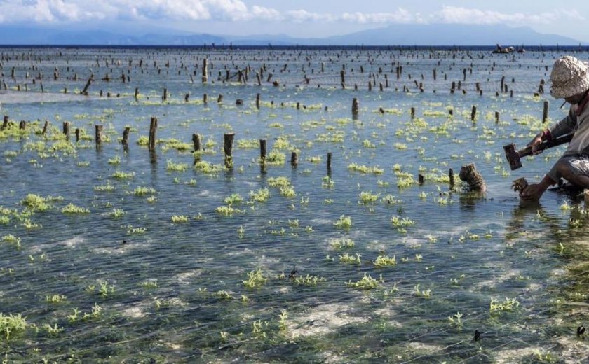 Jardineiros subaquáticos restauram parte do ecossistema  em áreas marítimas na Dinamarca 