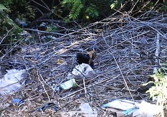 9 Cães foram encontrados em sacos de lixos em uma grota em Maceió