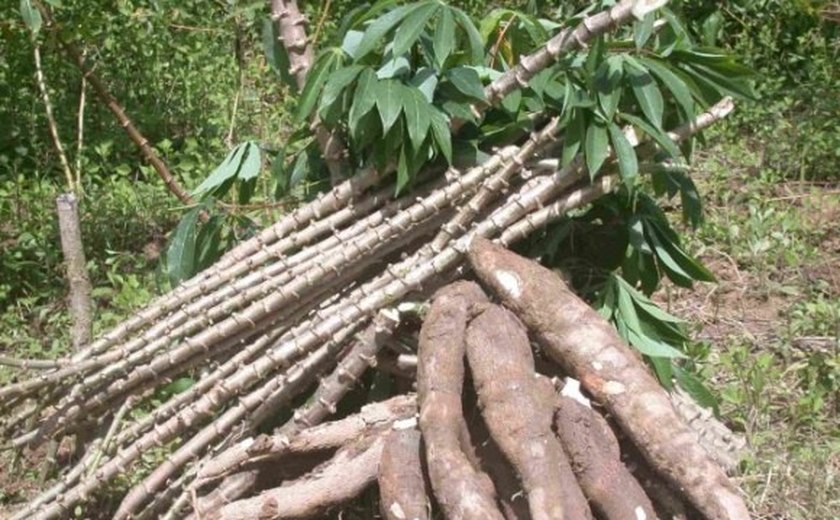 Fórum em Arapiraca discute potencialidades do cultivo da mandioca