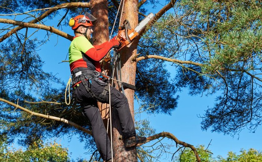 Audiência discute criação do dia do arborista