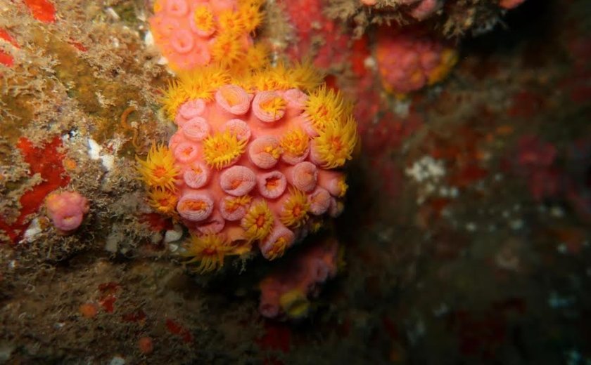 Descoberto no LItoral Sul, coral-sol vira risco para biodiversidade e turismo em AL