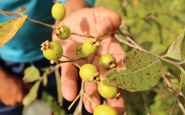 Pesquisa observa relação entre biodiversidade e expectativas de consumo alimentar