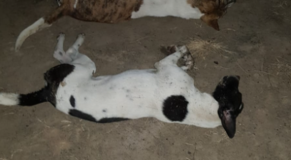 OAB investiga suposto envenenamento de cães em Moita Bonita