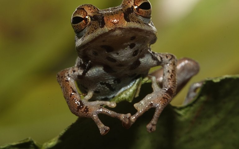 Identificadas novas seis espécies de anfíbios na Amazônia