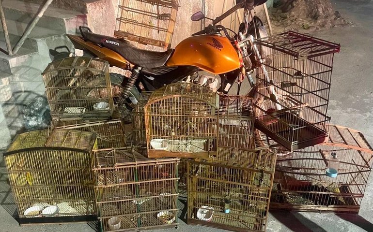 Batalhão Ambiental apreende arma, recupera moto roubada e resgata animais silvestres durante ações na Zona da Mata