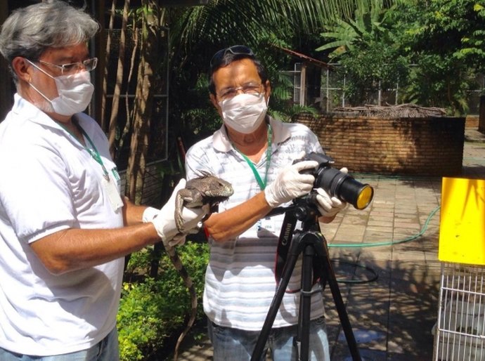 IMA elabora lista com principais espécies da fauna alagoana