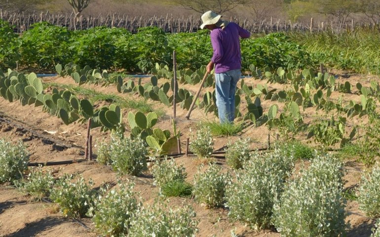 Inadimplência atinge 28% dos produtores rurais no país
