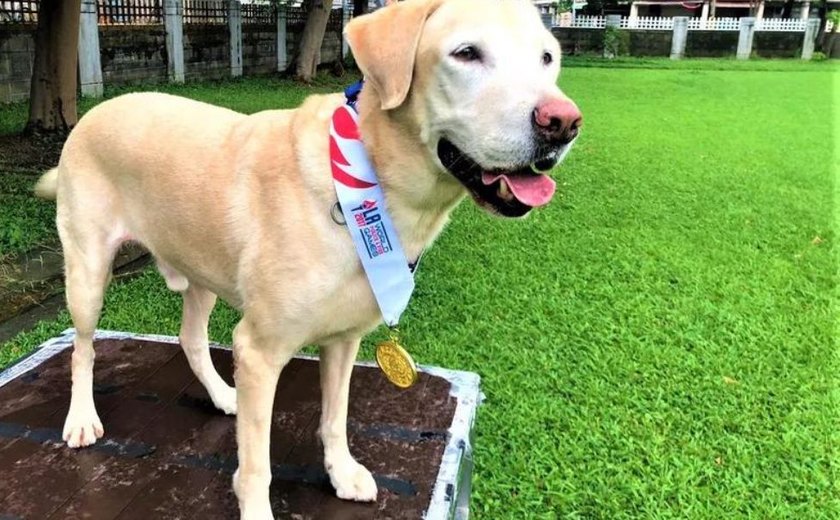 De farejador de drogas fracassado a herói: conheça Roger, o cachorro que virou estrela nas missões de resgate após terremoto de Taiwan 