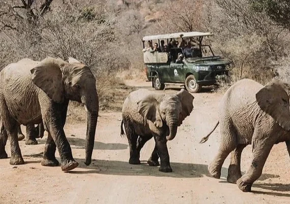 África do Sul: turista morre após ser pisoteado por uma manada de elefantes