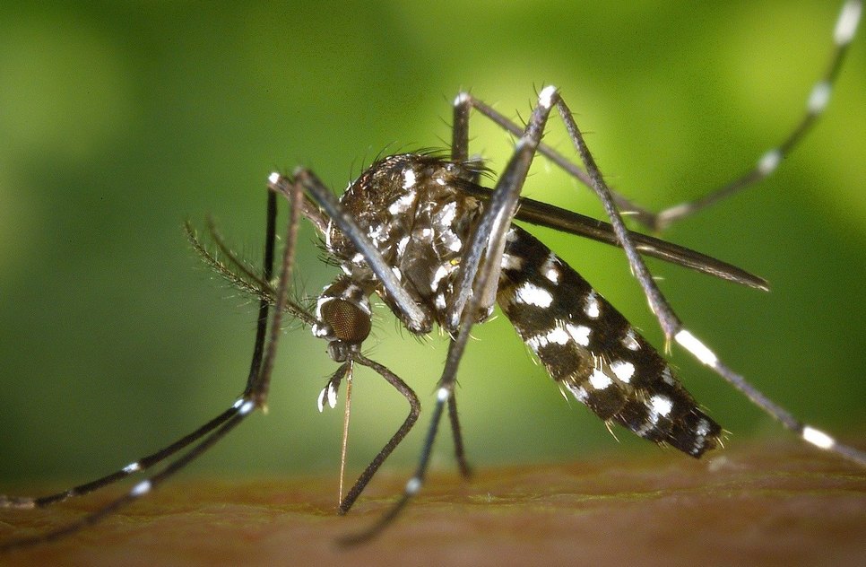 dengue-1920x1024