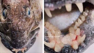 peixe-profund-pescador-instagram-viral-24082023171241755