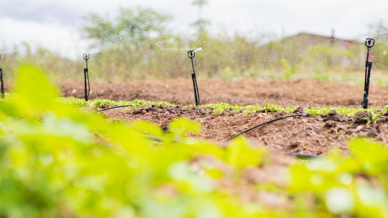 Programa Irriga Alagoas tem potencial de aumentar área irrigada em mais de 320 hectares no estado