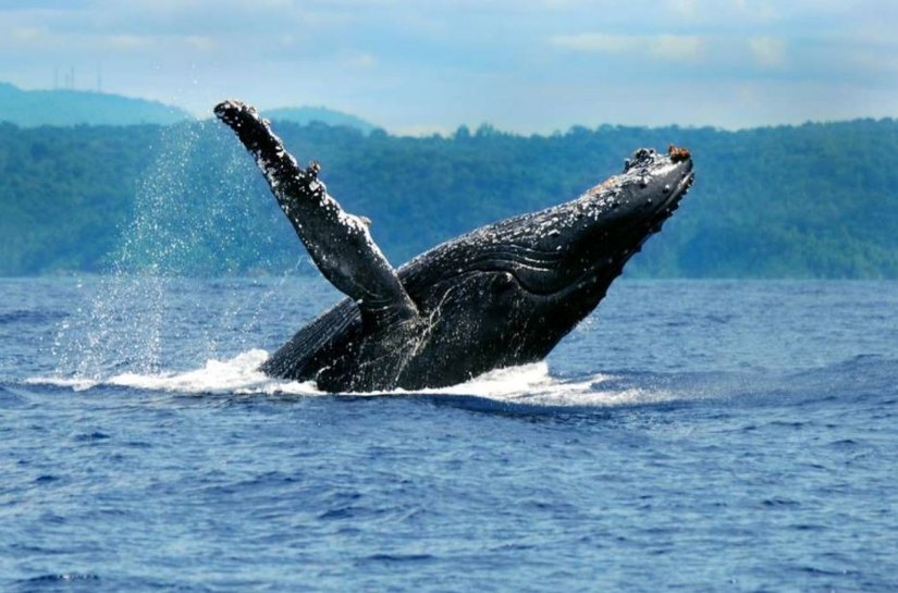 Setor hoteleiro se prepara para temporada de baleias jubartes em Prado