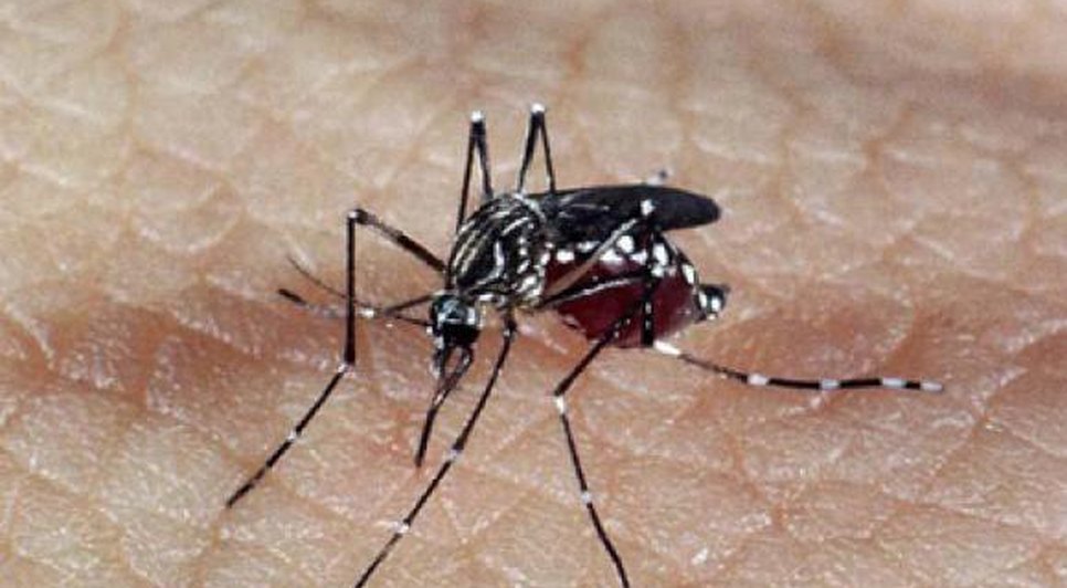 zika